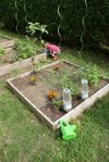 tomate &quot;sauvage&quot;, poivron, petite courgette, et autres herbes