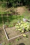 haricot tarbais, maïs, tomates cerises (en cage), laitue, carotte et poireau
