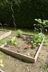 (carré enfant), tournesol, campanule, framboisier, radis et autres herbes