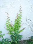 DSC00606.JPG