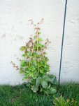 DSC00607.JPG