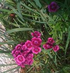 IMG_0247.JPG
