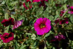 DSC_0220a.jpg