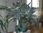 aechmea-2.jpg