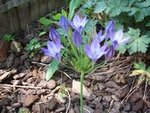 fleur bleue.29.06.2010.jpg
