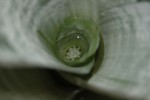 fleur.jpg