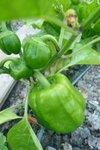 01-07-2010 poivron orange.jpg