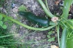 01-07-2010 courgette BB.jpg
