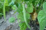 01-07-2010 haricots.jpg