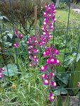 21062010013bb.jpg