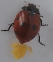 oeuf de coccinelle