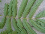 DSC00751.JPG