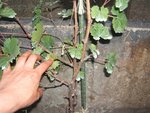 vigne 2 001.JPG