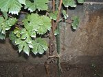 vigne 2 002.JPG