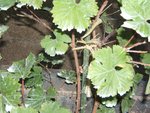 vigne 2 003.JPG