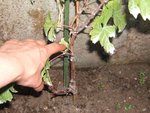 vigne 2 004.JPG