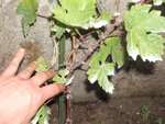 vigne 2 005.JPG