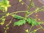 dsc09915-1.jpg