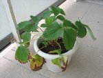 IMG_0644a.jpg