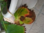 IMG_0645a.jpg