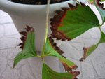 IMG_0646a.jpg