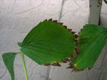IMG_0647a.jpg