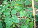 DSC08501.JPG