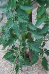 Tomates005.jpg