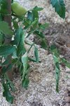 Tomates004.jpg