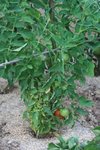 Tomates003.jpg