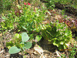 Suivi-melange-02juil10.jpg