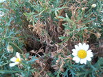 DSCF4368.JPG