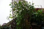 P1000735.JPG