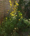 helianthus.jpg