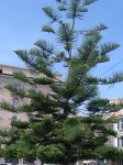 Arbre en Toscane.jpg