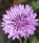 PICT0824.JPG