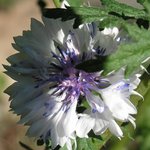 PICT0875.JPG