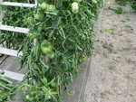 les beefmasters qui sont trapus et hauts  donnant beaucoup de tomates, mais au stade des ananas