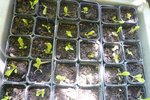 06-07-10 plants de salades en attente.jpg