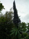 Elle est superbe cette plante
