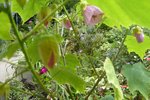 06-07-10 abutilon.jpg