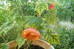 abutilon.jpg