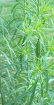 100_1191&&&.jpg