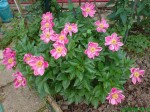 DSC00249.JPG