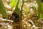 07-07-2010 aubergine.jpg