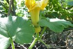 07-07-2010 potimaron.jpg