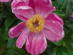 DSC00250.JPG