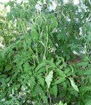 greffés 07 07.JPG