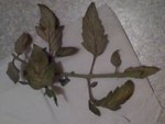 07-07-10_2232.jpg