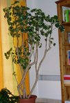 plante2.jpg